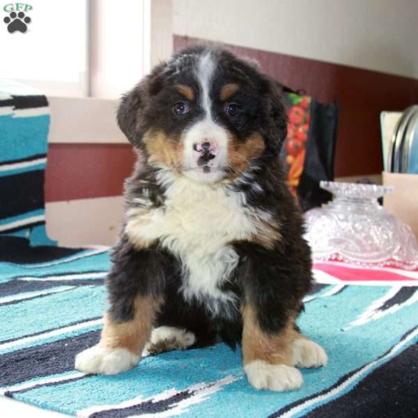 Evelyn, Bernese Mountain Dog Puppy
